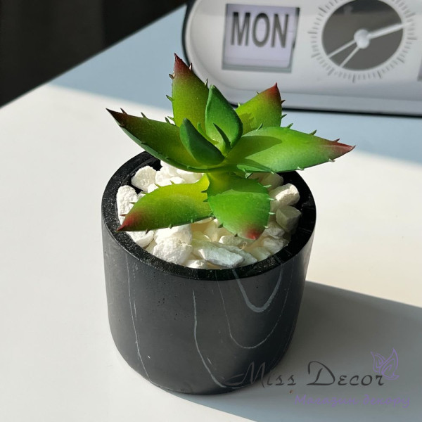 Суккулент в черном керамическом кашпо 11 см (D-6823)